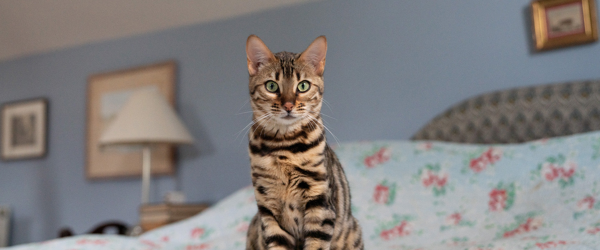 A tabby cat with striking green eyes sitting on a bed with floral bedding, in a room with blue walls and traditional decor, including framed pictures and a table lamp.