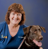 This is an image of Melissa Webster, DVM, wearing blue scrubs next to a brown Labrador wearing a leather collar.