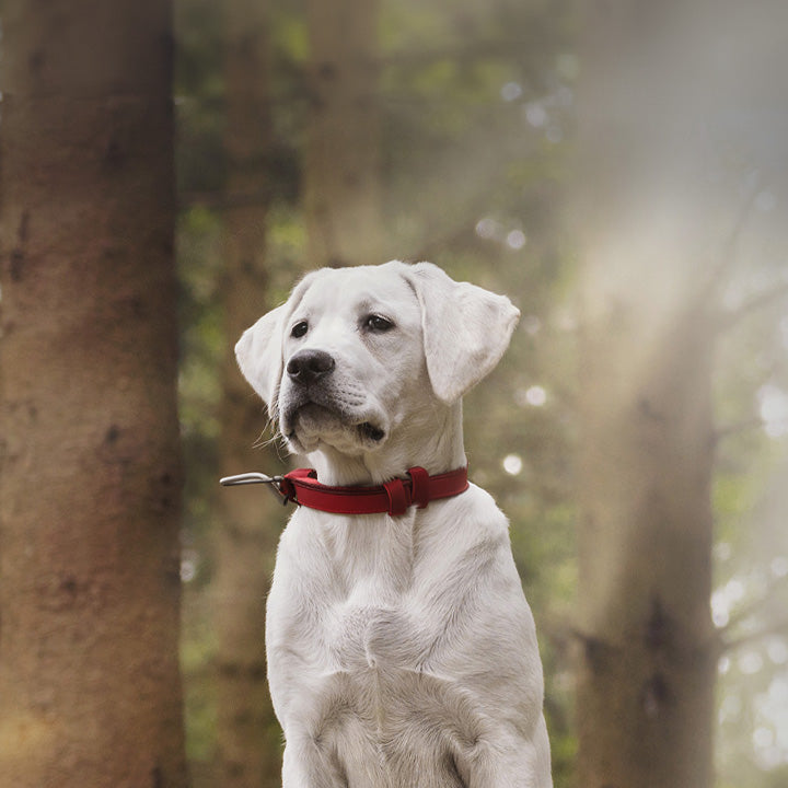 A white Labrador with a red collar is standing in a sunlit forest.