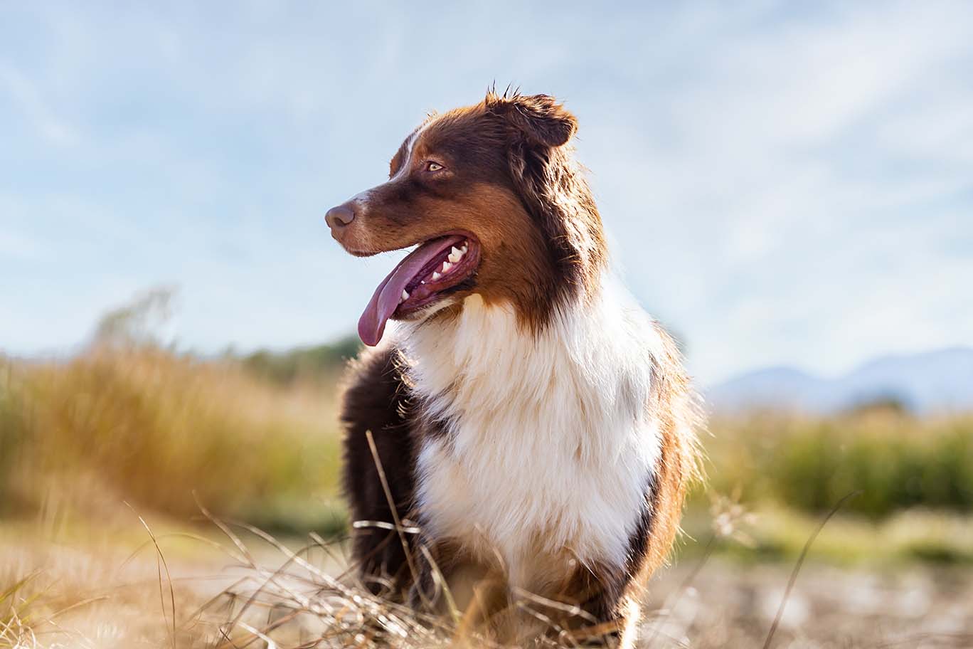 A brown and white dog with a fluffy coat panting in a sunny, grassy field.