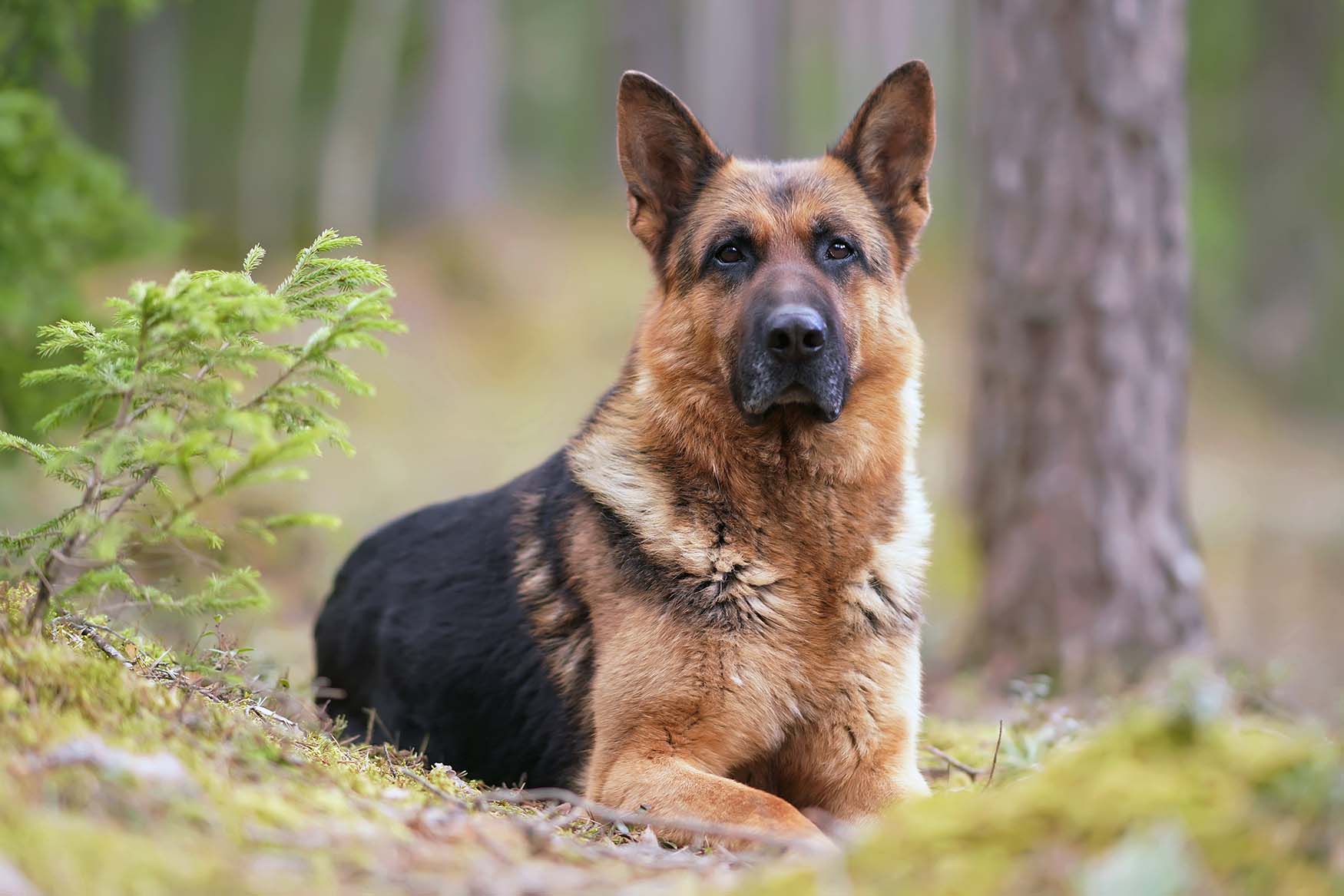 A German Shepherd lying down in a forest setting with blurred trees in the background.