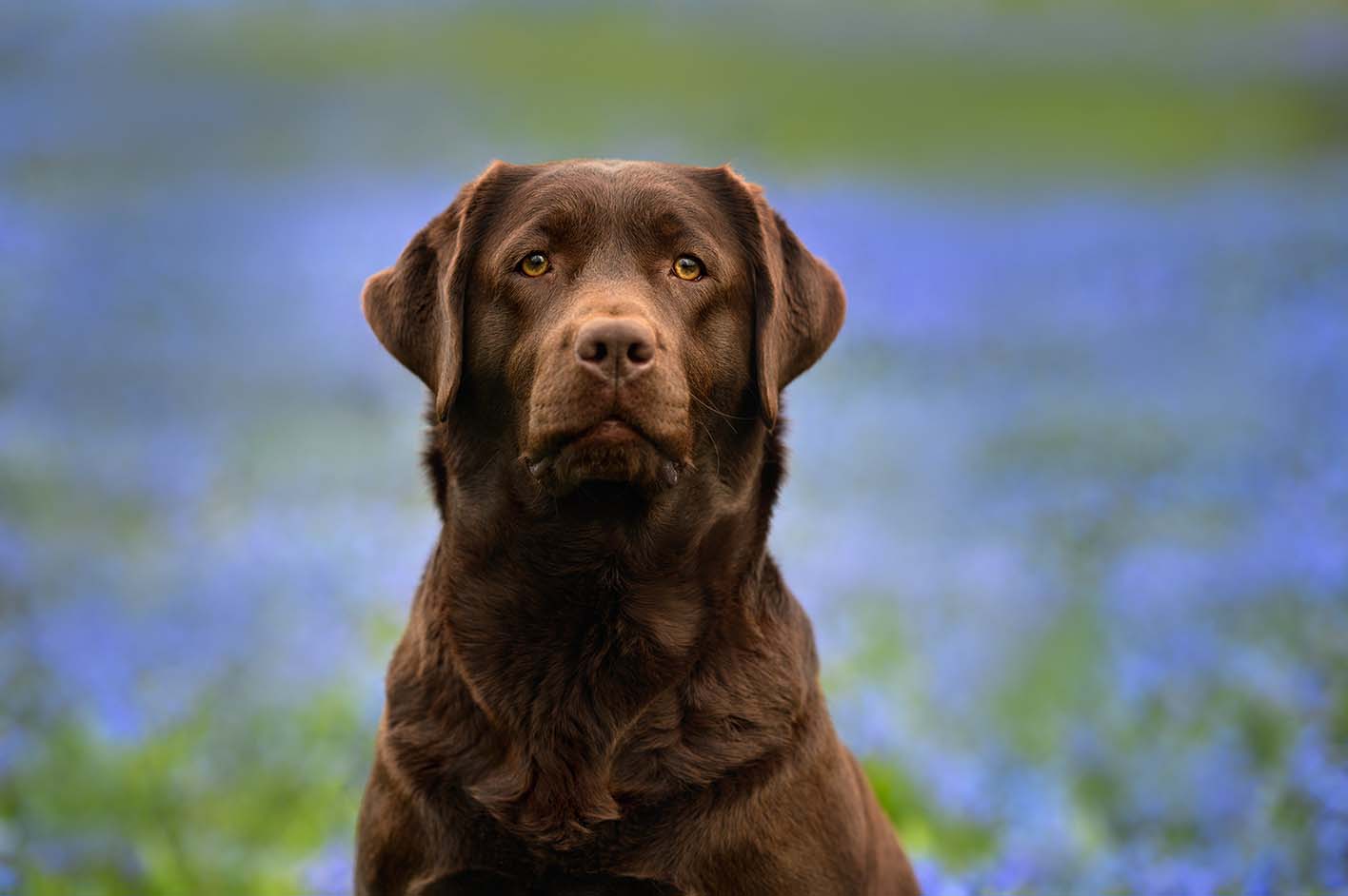A brown Labrador Retriever sitting in front of a blue flower field, looking directly at the camera.