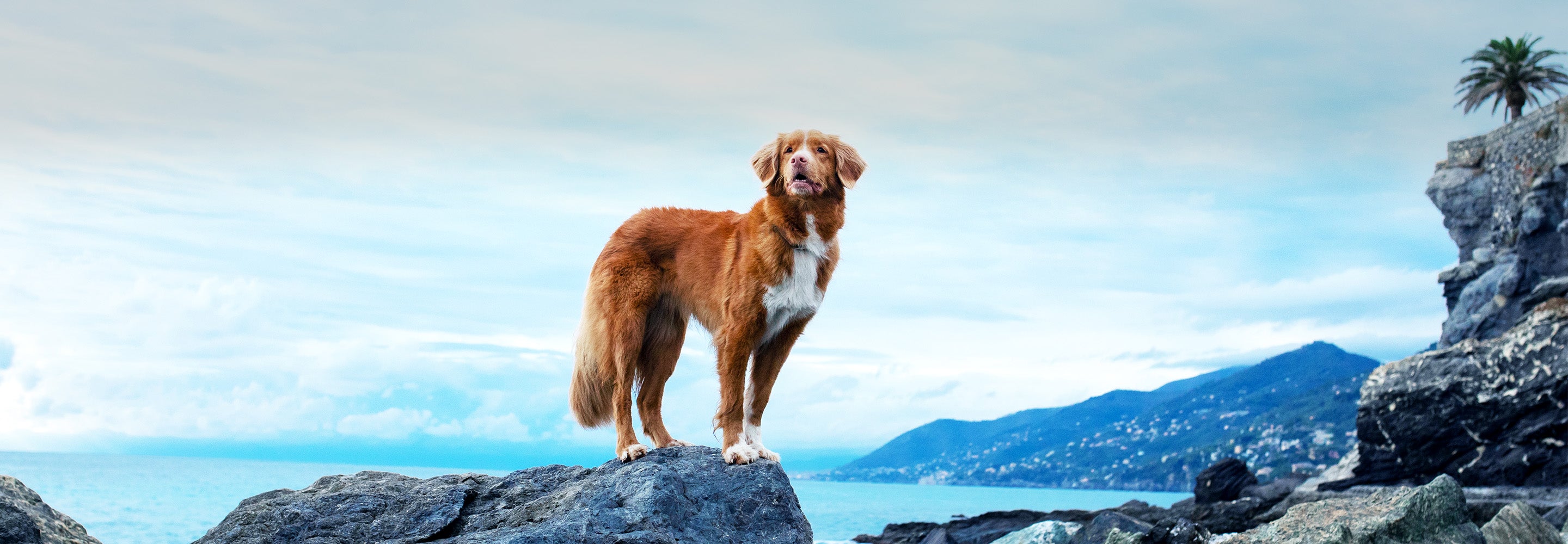 A brown dog standing on rocky terrain with a seascape, hills, and a palm tree in the background.