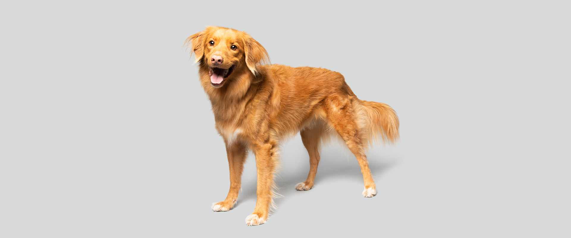 A golden dog standing against a light grey background, looking directly at the camera with its mouth open and tongue out, appearing happy and attentive.