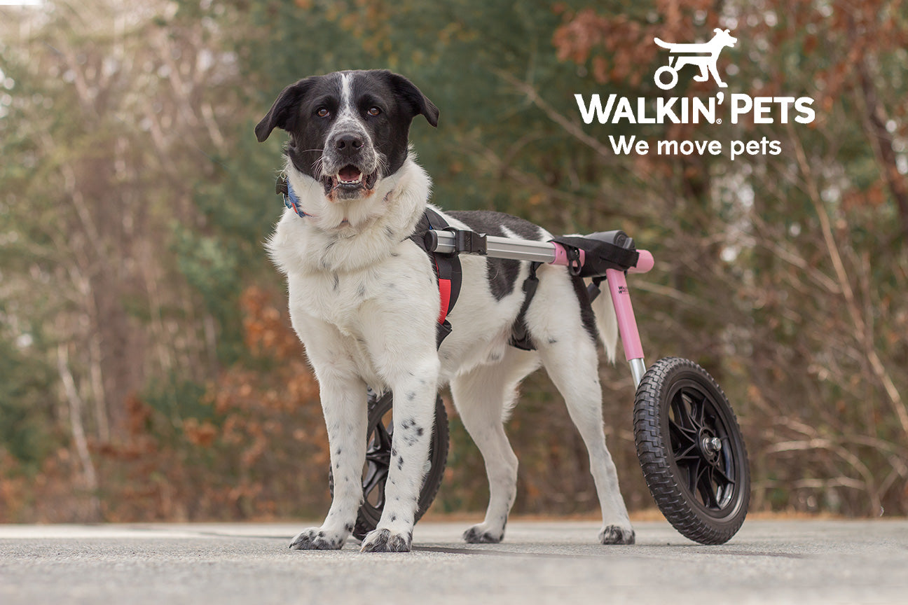 A black and white dog with a mobility wheelchair supporting its hind legs, standing on a paved surface with trees in the background. The Walkin' Pets logo appears in the top right hand corner with the tagline "WE MOVE PETS".