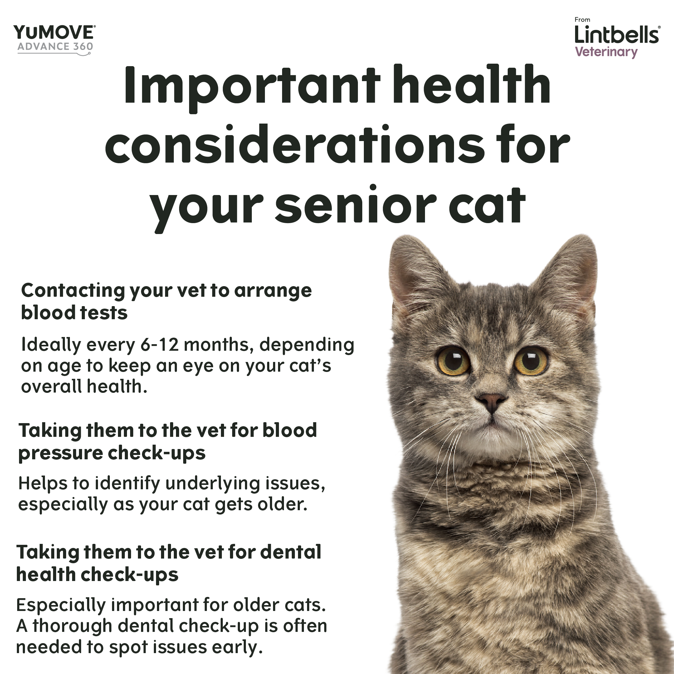 An infographic from Lintbells Veterinary, titled "Important health considerations for your senior cat", advises contacting a vet for blood tests every 6-12 months, blood pressure check-ups to identify underlying issues, and dental health check-ups to spot issues early. A grey tabby cat is partially visible.