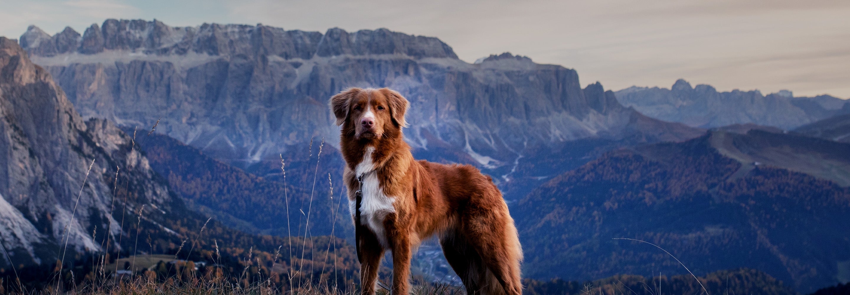 A brown dog with a white chest in a mountainous region during dusk or dawn.