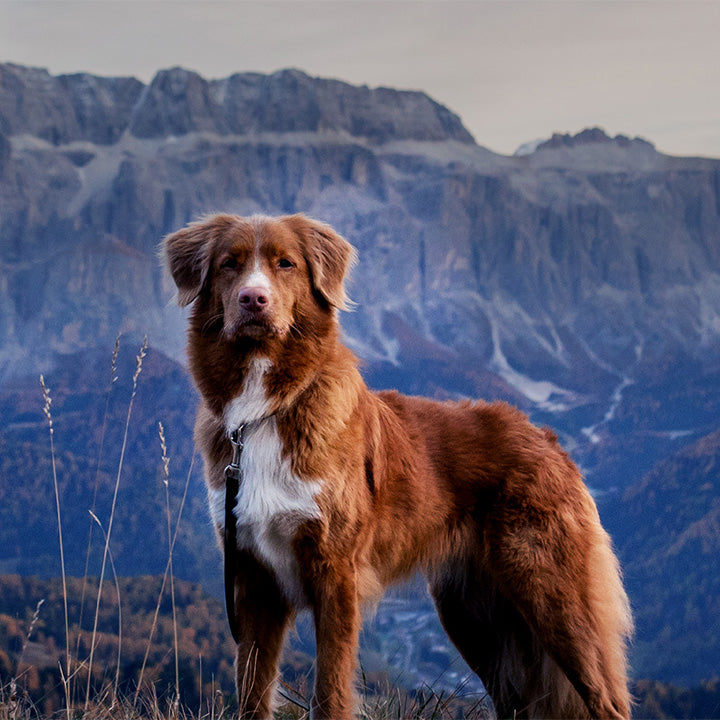 A brown dog with a white chest in a mountainous region during dusk or dawn.