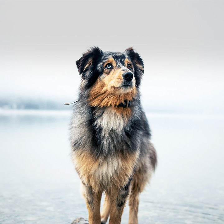 GPT A dog standing on a lakeshore with a misty, mountainous landscape in the background.