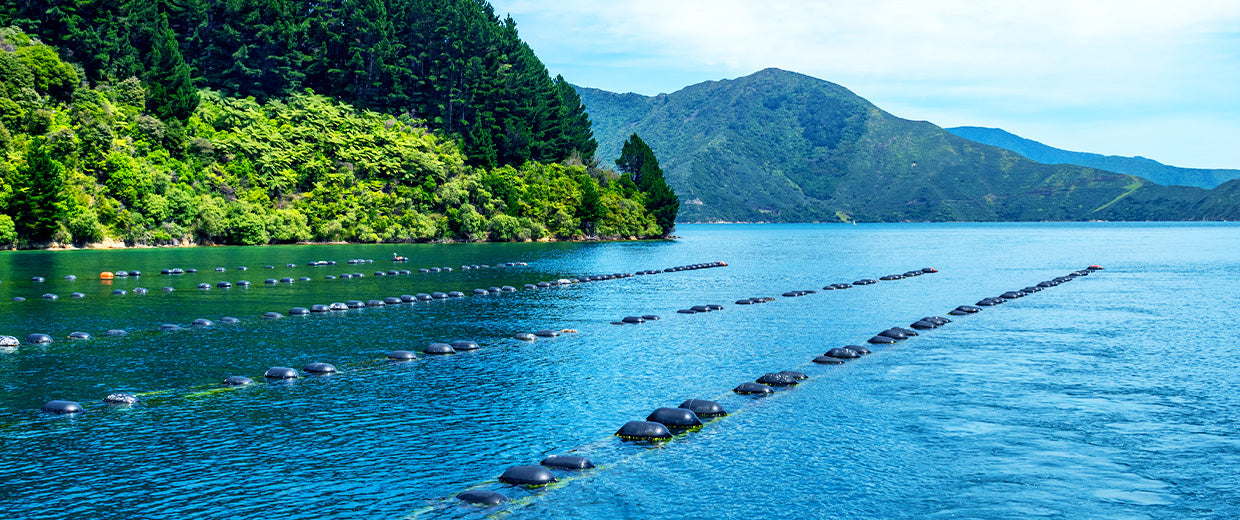 A serene lake showing a green-lipped muscle farm with a line of spherical buoys, flanked by lush green hills under a blue sky.
