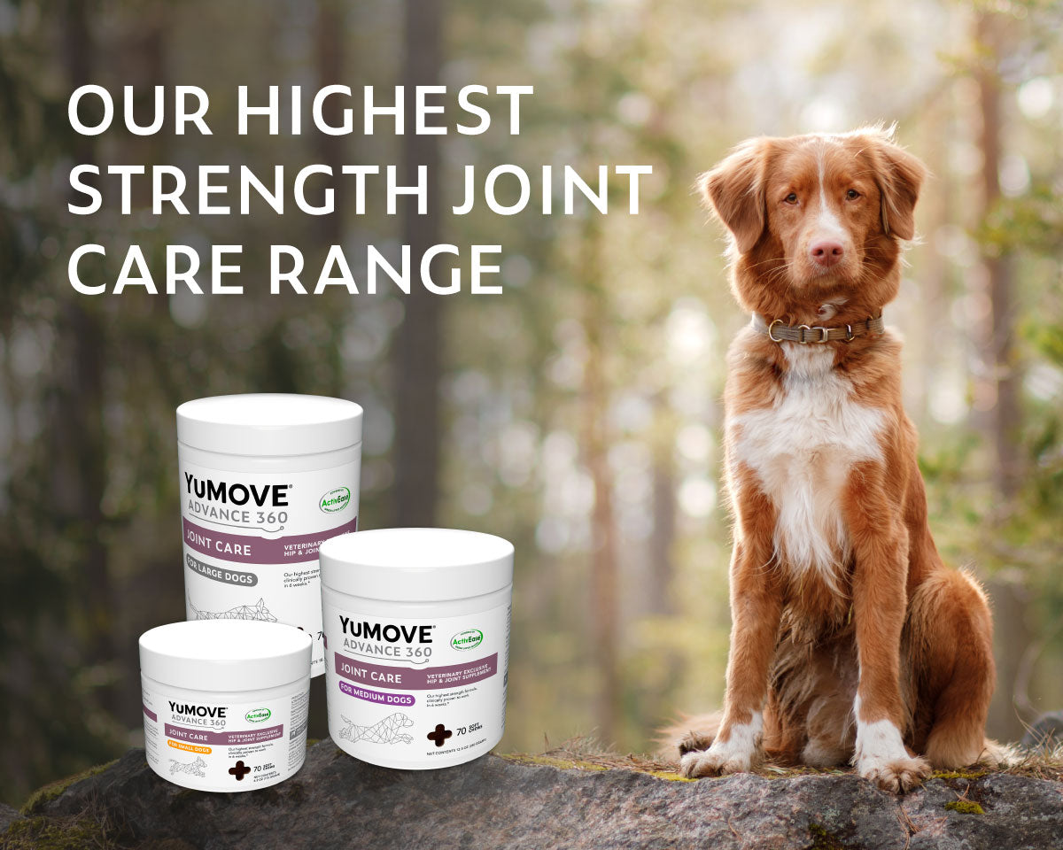 An advertisement showing a brown and white dog sitting on a rock with a blurred forest background, alongside three containers of YuMOVE ADVANCE 360 Joint Care for Dogs products. Text reads "OUR HIGHEST STRENGTH JOINT CARE RANGE".