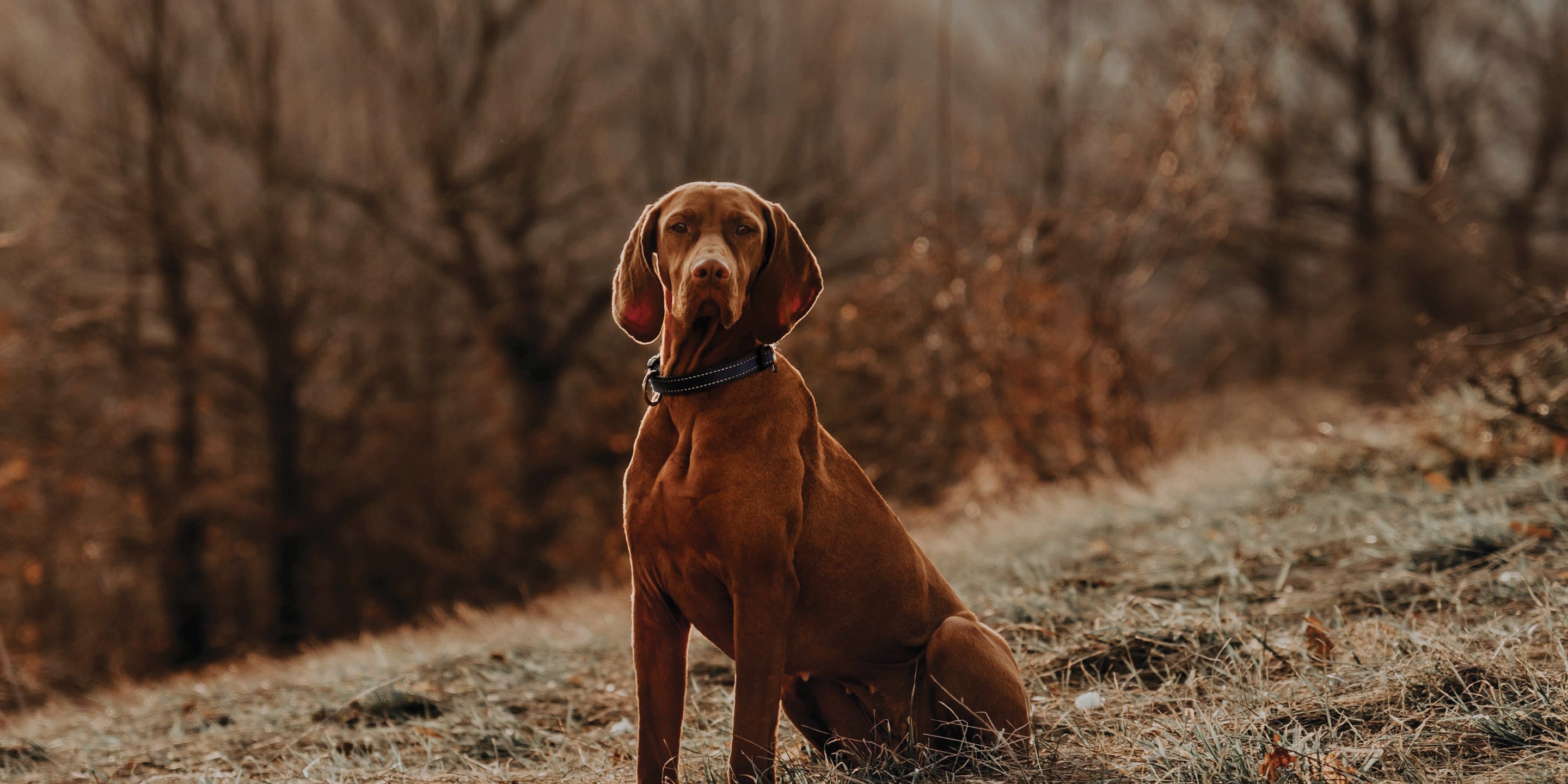 A brown dog with a black collar sitting in a field with frosty grass and trees in the background, likely in late autumn or winter.