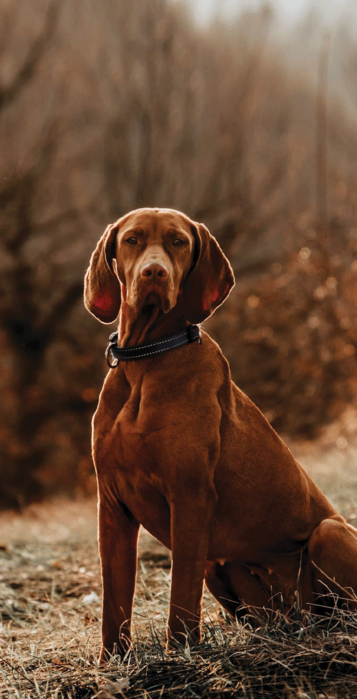 A brown dog with a black collar sitting in a field with frosty grass and trees in the background, likely in late autumn or winter.