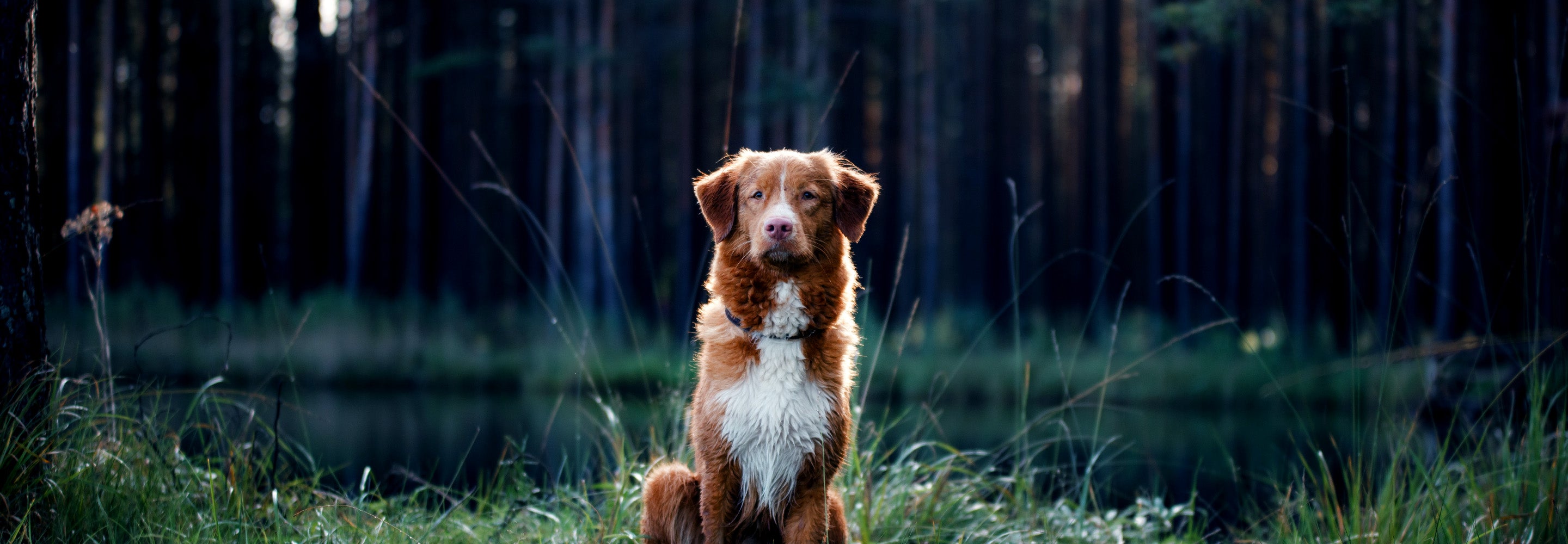 A brown and white dog sitting in front of a dark blurred green and brown forest background with a lake.