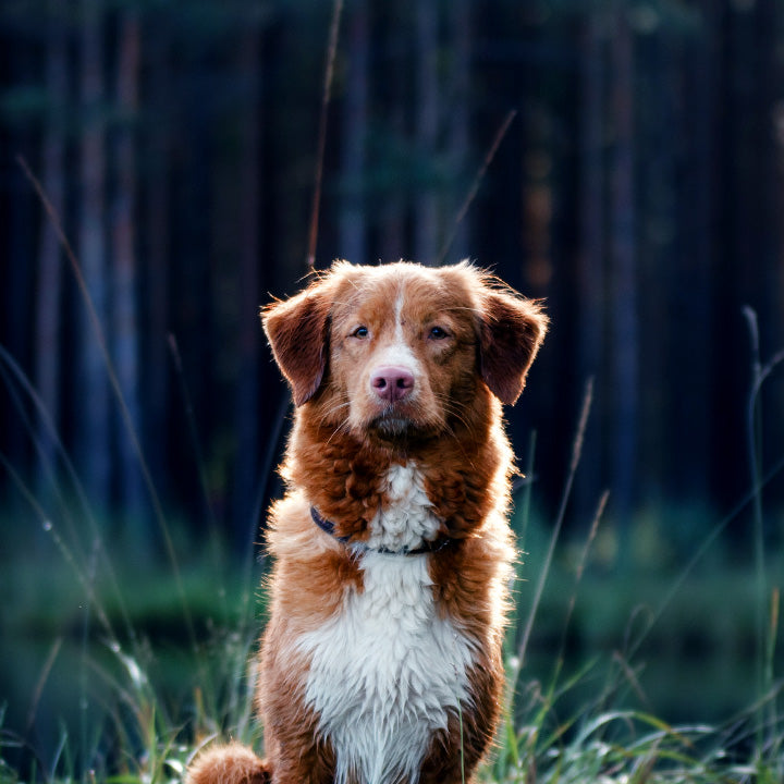 A brown and white dog sitting in front of a dark blurred green and brown forest background with a lake.
