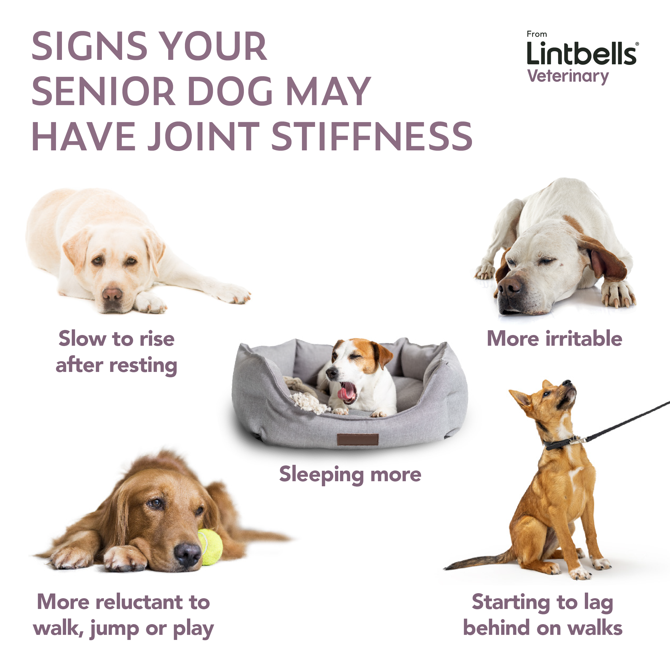 An infographic titled "Signs Your Senior Dog May Have Joint Stiffness" from Lintbells Veterinary, featuring images of dogs exhibiting indicators of joint stiffness: a Labrador lying down, a dog in a bed looking irritable, a dog with a ball looking lethargic, and a dog on a leash lagging behind. Text descriptors include "Slow to rise after resting," "More irritable," "Sleeping more," and "Starting to lag behind on walks."