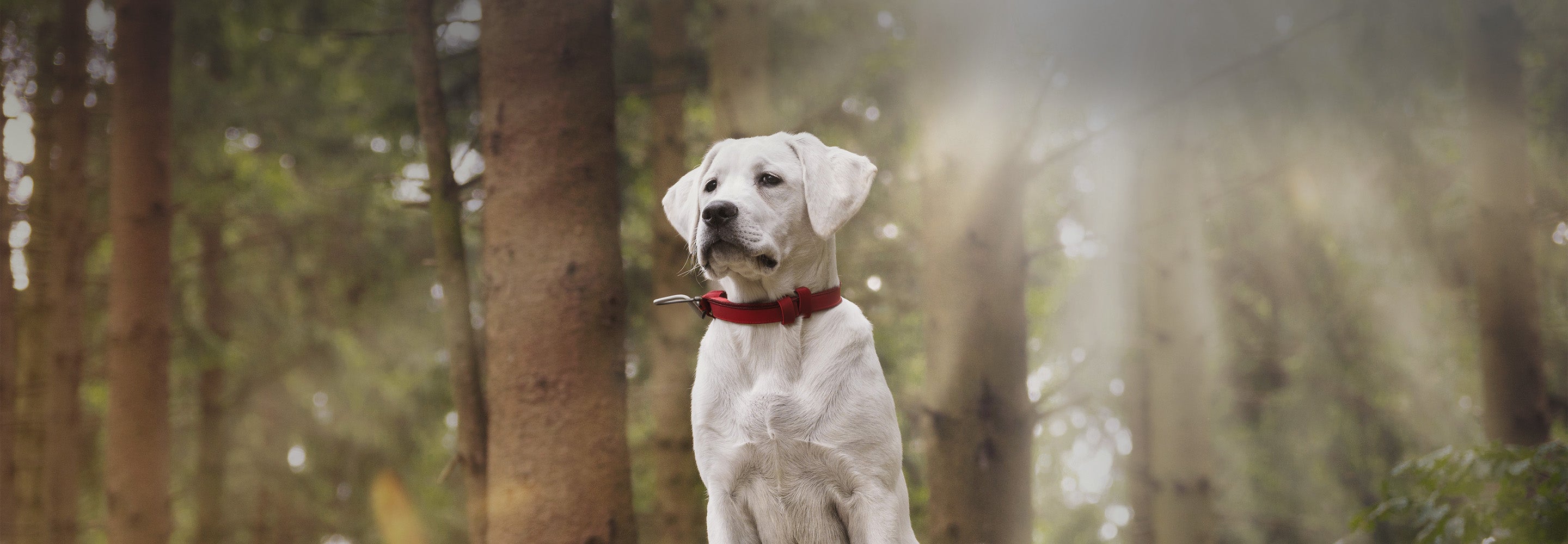 A white Labrador with a red collar is standing in a sunlit forest.