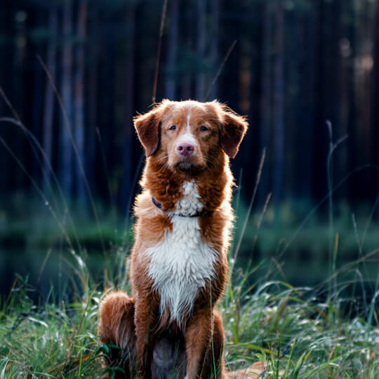 A wet, brown dog with a white chest, sitting in tall grass with a dark forest in the background.