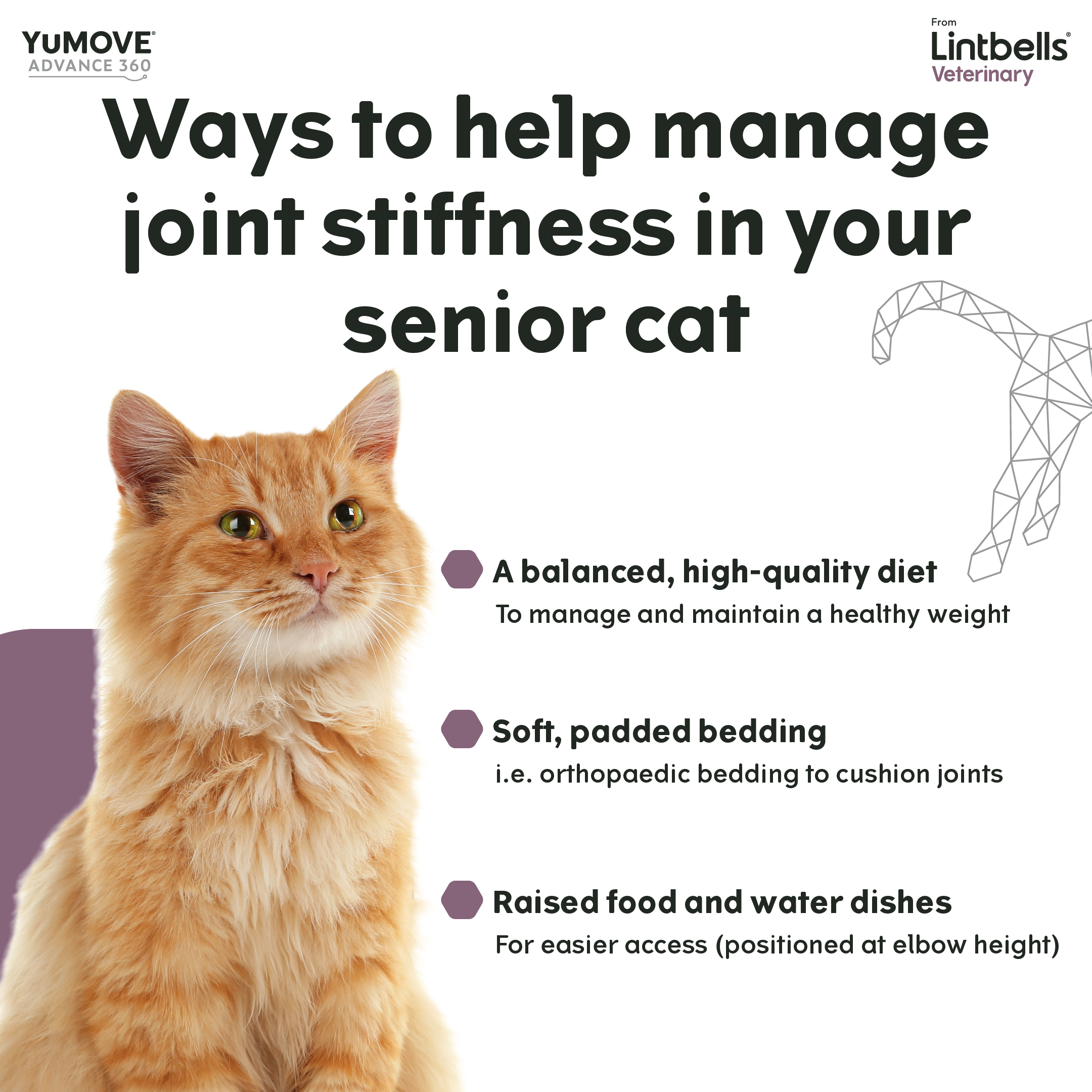  An infographic from Lintbells Veterinary on managing joint stiffness in senior cats. It suggests a balanced diet, soft bedding like orthopaedic cushions, and raised food and water dishes. Features an image of a ginger cat and a graphic of a cat’s joint structure.