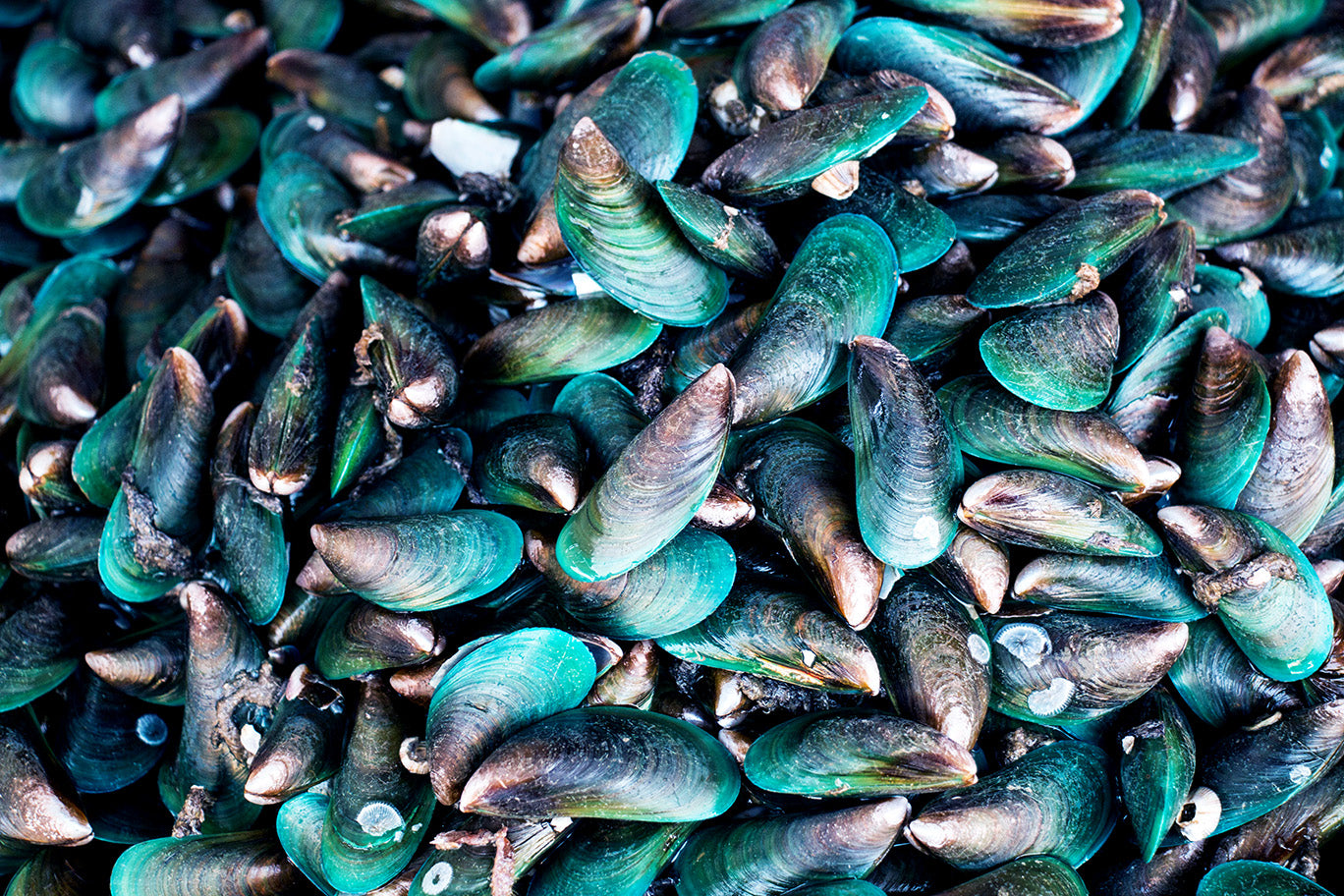 A pile of green-lipped mussels.