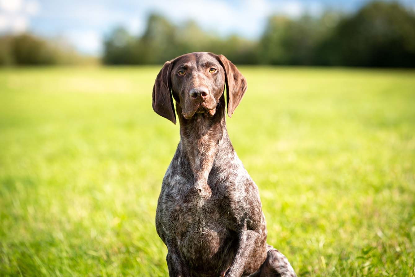 A brown speckled dog with floppy ears sitting on a grass field.