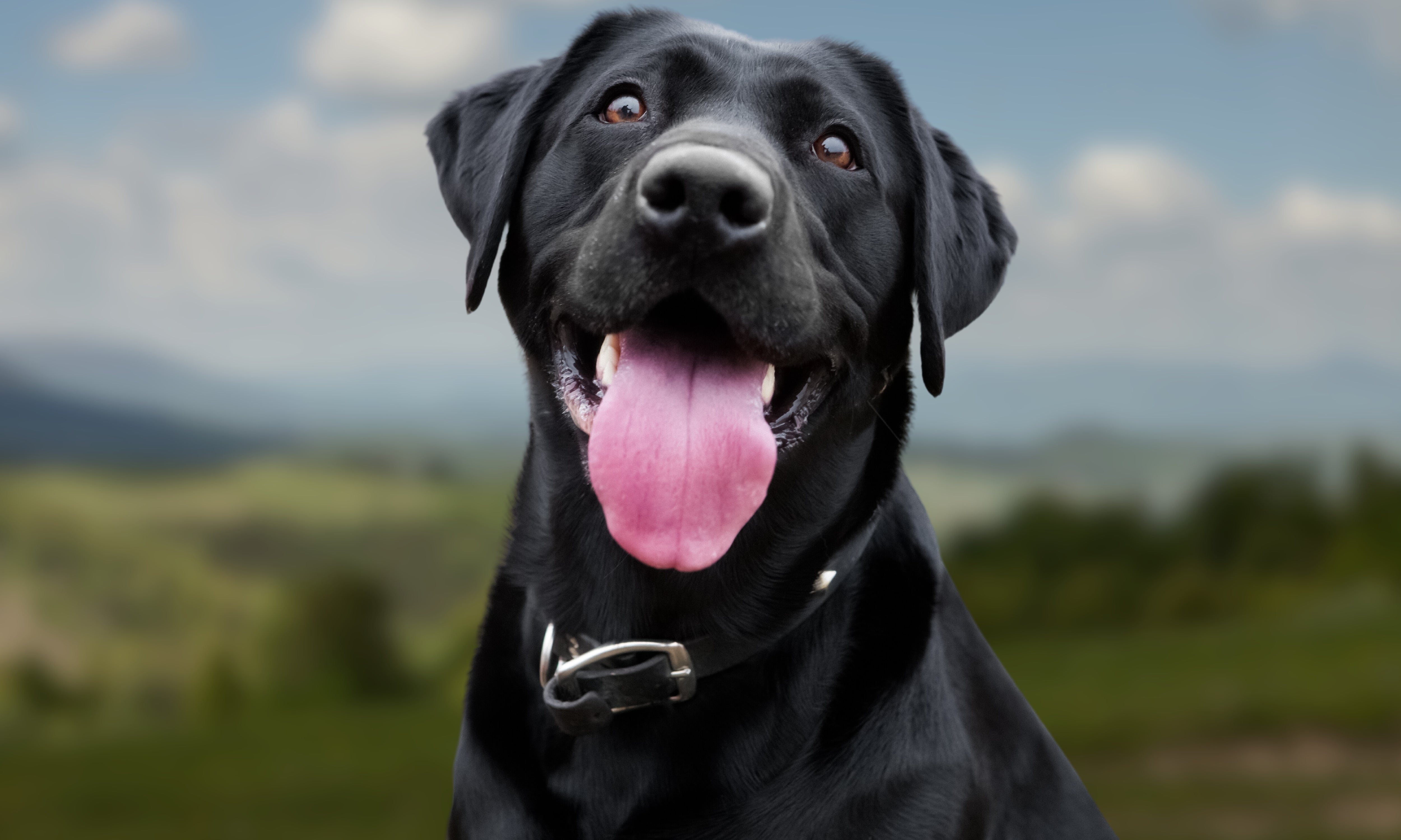 A black Labrador Retriever with a shiny coat, panting with a pink tongue out, against a blurred natural landscape.